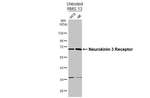 TACR3 Antibody in Western Blot (WB)