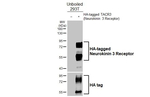 TACR3 Antibody in Western Blot (WB)