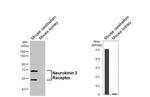 TACR3 Recombinant Rabbit Monoclonal Antibody (HL4985)