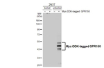 GPR150 Recombinant Rabbit Monoclonal Antibody (HL4986)