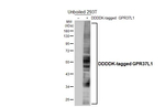 GPR37L1 Antibody in Western Blot (WB)