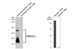 GPR37L1 Recombinant Rabbit Monoclonal Antibody (HL4988)