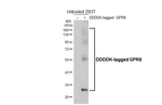 NPBWR2 Recombinant Rabbit Monoclonal Antibody (HL4994)