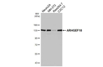 ARHGEF18 Recombinant Rabbit Monoclonal Antibody (HL4995)