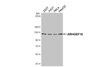 ARHGEF18 Antibody in Western Blot (WB)