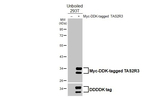 TAS2R3 Recombinant Rabbit Monoclonal Antibody (HL5015)