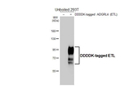 ELTD1 Antibody in Western Blot (WB)