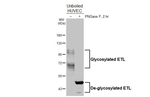 ELTD1 Antibody in Western Blot (WB)