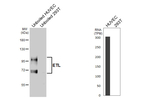 ELTD1 Recombinant Rabbit Monoclonal Antibody (HL5037)