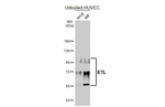 ELTD1 Antibody in Western Blot (WB)