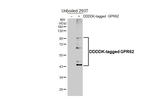 GPR62 Recombinant Rabbit Monoclonal Antibody (HL5046)