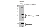 NPBWR1 Recombinant Rabbit Monoclonal Antibody (HL5047)