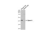 Opsin 5 Recombinant Rabbit Monoclonal Antibody (HL5048)