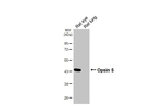 Opsin 5 Antibody in Western Blot (WB)