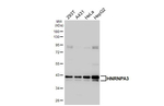 hnRNP A3 Antibody in Western Blot (WB)