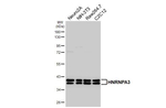 hnRNP A3 Antibody in Western Blot (WB)