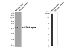 PPAR alpha Recombinant Rabbit Monoclonal Antibody (HL5096)