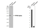 PPAR alpha Antibody in Western Blot (WB)