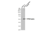 PPAR alpha Antibody in Western Blot (WB)