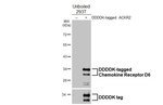CCRD6 Antibody in Western Blot (WB)
