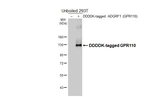 GPR110 Antibody in Western Blot (WB)