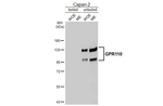 GPR110 Antibody in Western Blot (WB)