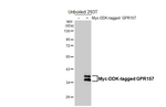 GPR157 Recombinant Rabbit Monoclonal Antibody (HL5110)
