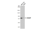 CD2AP Antibody in Western Blot (WB)