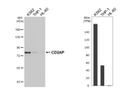 CD2AP Recombinant Rabbit Monoclonal Antibody (HL5122)