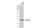 RAB11B Antibody in Western Blot (WB)