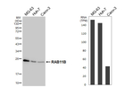 RAB11B Recombinant Rabbit Monoclonal Antibody (HL5138)