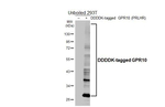 GPR10 Recombinant Rabbit Monoclonal Antibody (HL5202)