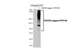GPR156 Recombinant Rabbit Monoclonal Antibody (HL5234)