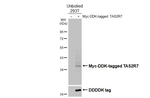TAS2R7 Recombinant Rabbit Monoclonal Antibody (HL5235)