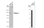 NELL1 Antibody in Western Blot (WB)