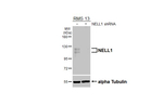 NELL1 Recombinant Rabbit Monoclonal Antibody (HL5288)