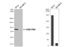HSD17B4 Recombinant Rabbit Monoclonal Antibody (HL5299)