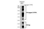 EDG6 Antibody in Western Blot (WB)