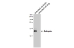 Adropin Antibody in Western Blot (WB)
