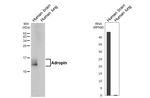 Adropin Recombinant Rabbit Monoclonal Antibody (HL5355)