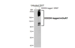mGluR7 Antibody in Western Blot (WB)