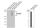 mGluR7 Recombinant Rabbit Monoclonal Antibody (HL5417)