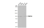 RNF43 Recombinant Rabbit Monoclonal Antibody (HL4684)