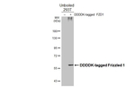 FZD1 Recombinant Rabbit Monoclonal Antibody (HL4699)