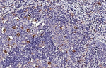 PSAP Recombinant Rabbit Monoclonal Antibody (HL5063)