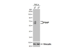 PSAP Antibody in Western Blot (WB)