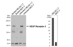 VEGF Receptor 3 Recombinant Rabbit Monoclonal Antibody (HL5094)
