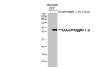 ST2 Antibody in Western Blot (WB)