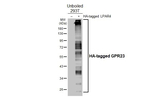 LPAR4 Antibody in Western Blot (WB)