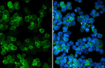 TAS2R14 Antibody in Immunocytochemistry (ICC/IF)